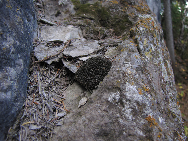 Orthotrichum ohioense